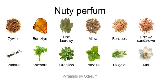 Ambre Sultan EDP - piramida zapachów