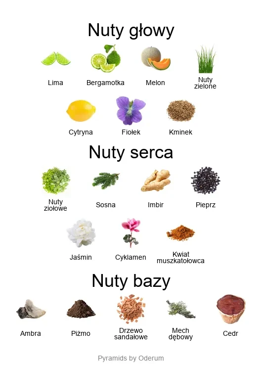 Erolfa EDP - piramida zapachów