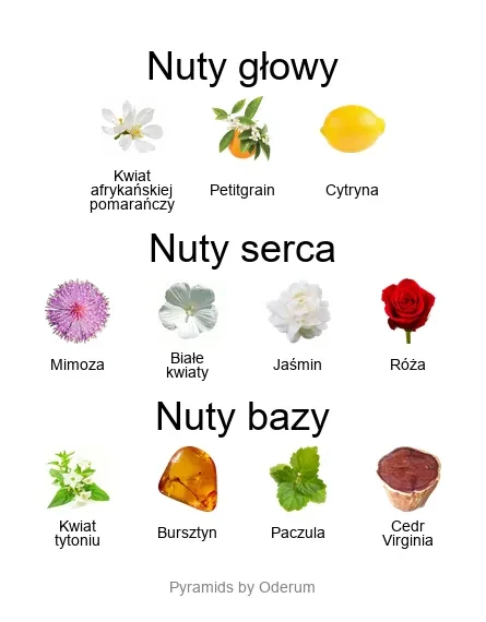 Oesel ekstrakt perfum - piramida zapachów