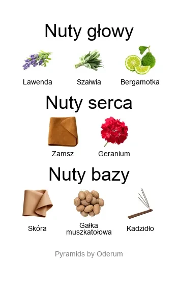 Endymion Concentre EDP - piramida zapachów koło aromatów