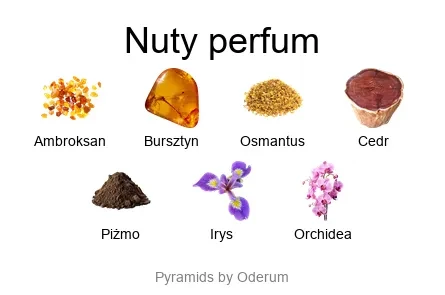 Ambre Royal ekstrakt perfum - piramida zapachów